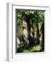 In the Forest of Fontainebleau-Pierre-Auguste Renoir-Framed Giclee Print