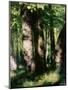 In the Forest of Fontainebleau-Pierre-Auguste Renoir-Mounted Giclee Print