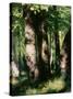 In the Forest of Fontainebleau-Pierre-Auguste Renoir-Stretched Canvas