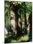 In the Forest of Fontainebleau-Pierre-Auguste Renoir-Mounted Giclee Print