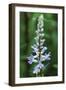 In the Garden I-Erin Berzel-Framed Photographic Print