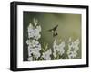 In the Garden-Don Engler-Framed Giclee Print