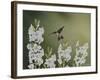 In the Garden-Don Engler-Framed Giclee Print