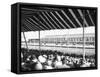 In the Grandstand-null-Framed Stretched Canvas