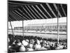 In the Grandstand-null-Mounted Photographic Print