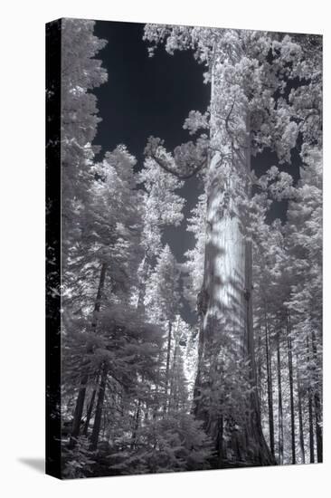 In the Grove - Infrared, Mariposa-Vincent James-Stretched Canvas