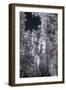 In the Grove - Infrared, Mariposa-Vincent James-Framed Photographic Print