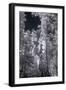 In the Grove - Infrared, Mariposa-Vincent James-Framed Photographic Print