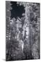 In the Grove - Infrared, Mariposa-Vincent James-Mounted Photographic Print