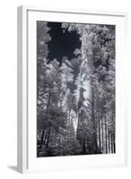 In the Grove - Infrared, Mariposa-Vincent James-Framed Photographic Print