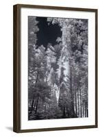 In the Grove - Infrared, Mariposa-Vincent James-Framed Photographic Print