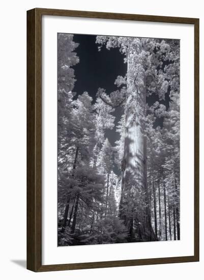 In the Grove - Infrared, Mariposa-Vincent James-Framed Photographic Print