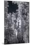 In the Grove - Infrared, Mariposa-Vincent James-Mounted Photographic Print