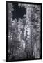 In the Grove - Infrared, Mariposa-Vincent James-Framed Photographic Print
