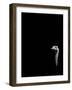 In the Know-Doug Chinnery-Framed Photographic Print