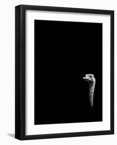 In the Know-Doug Chinnery-Framed Photographic Print