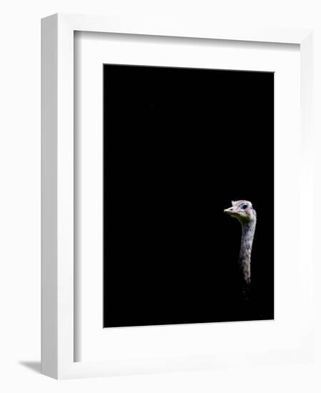 In the Know-Doug Chinnery-Framed Photographic Print