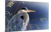In the Light - Great Blue Heron-Richard Clifton-Mounted Art Print