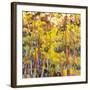 In the Light of Day-Jean Cauthen-Framed Art Print