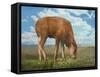 In the Meadow II-Chris Vest-Framed Stretched Canvas