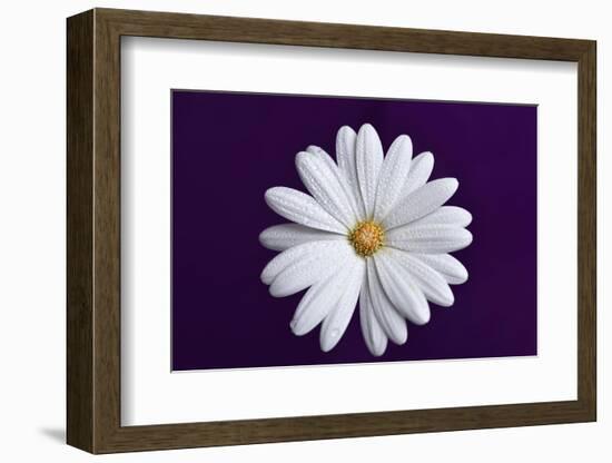 In the middle ll-Heidi Westum-Framed Photographic Print