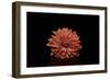 In the middle-Heidi Westum-Framed Photographic Print