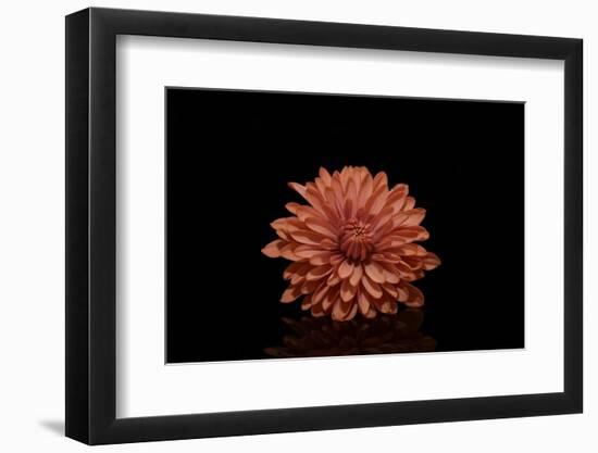 In the middle-Heidi Westum-Framed Photographic Print