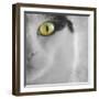 In the Minds Eye-Adrian Campfield-Framed Premium Photographic Print