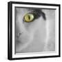 In the Minds Eye-Adrian Campfield-Framed Premium Photographic Print