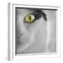 In the Minds Eye-Adrian Campfield-Framed Premium Photographic Print