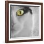 In the Minds Eye-Adrian Campfield-Framed Photographic Print