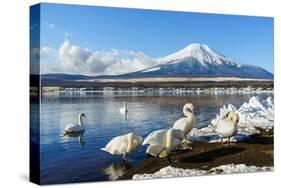 In the Morning, the White Swan in Front of Fuji Mountain in the Winter at Yamanaka Lake. the Favori-Fong_Ch-Stretched Canvas