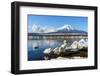 In the Morning, the White Swan in Front of Fuji Mountain in the Winter at Yamanaka Lake. the Favori-Fong_Ch-Framed Photographic Print