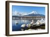 In the Morning, the White Swan in Front of Fuji Mountain in the Winter at Yamanaka Lake. the Favori-Fong_Ch-Framed Photographic Print