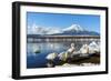 In the Morning, the White Swan in Front of Fuji Mountain in the Winter at Yamanaka Lake. the Favori-Fong_Ch-Framed Photographic Print