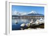 In the Morning, the White Swan in Front of Fuji Mountain in the Winter at Yamanaka Lake. the Favori-Fong_Ch-Framed Photographic Print