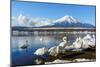 In the Morning, the White Swan in Front of Fuji Mountain in the Winter at Yamanaka Lake. the Favori-Fong_Ch-Mounted Photographic Print