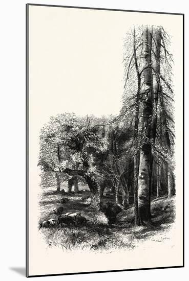 In the New Forest, Near Lyndhurst, UK-null-Mounted Giclee Print