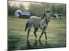 In the Pasture-Jenny Newland-Mounted Giclee Print