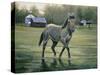 In the Pasture-Jenny Newland-Stretched Canvas