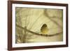 In the Pines-Wild Wonders of Europe-Framed Giclee Print