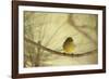 In the Pines-Wild Wonders of Europe-Framed Giclee Print