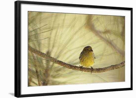 In the Pines-Wild Wonders of Europe-Framed Giclee Print