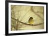 In the Pines-Wild Wonders of Europe-Framed Giclee Print