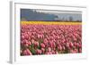 In the Pink-Dana Styber-Framed Premium Photographic Print