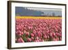 In the Pink-Dana Styber-Framed Premium Photographic Print