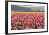 In the Pink-Dana Styber-Framed Premium Photographic Print