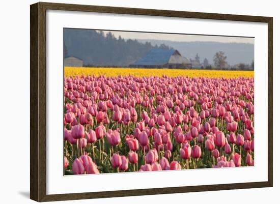 In the Pink-Dana Styber-Framed Photographic Print