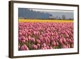 In the Pink-Dana Styber-Framed Photographic Print