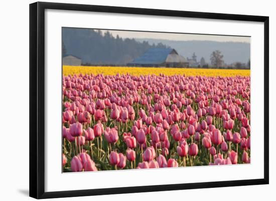 In the Pink-Dana Styber-Framed Photographic Print